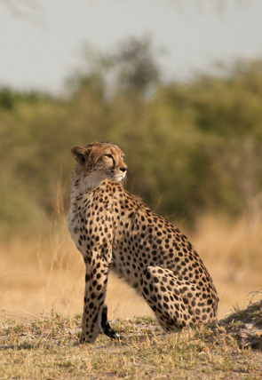 Póster de Safari letal: León vs. búfalo