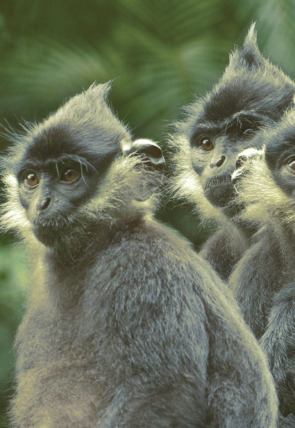 Póster de Wild Vietnam: El misterioso norte: la tierra de los bosques montañosos