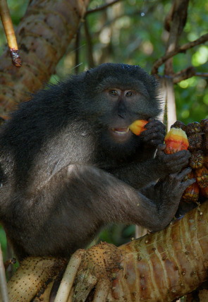 Póster de La belleza de las Islas Nicobar
