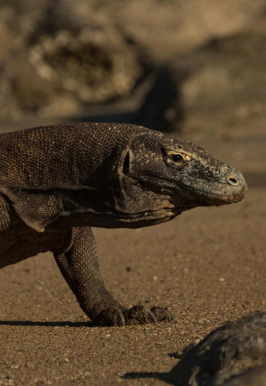 Dragón de Komodo: el rey de los reptiles en la programación de Nat Geo Wild HD (Documentales)