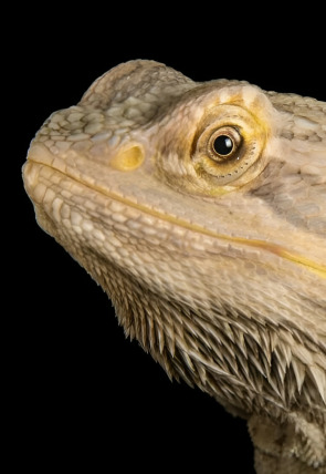 Dragones de Komodo al descubierto en la programación de Nat Geo Wild HD (Documentales)