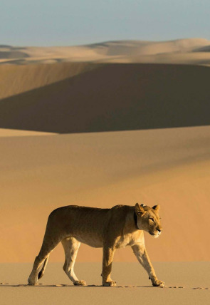 Póster de Los leones de la Costa de los Esqueletos