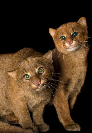 Póster de Felinos insólitos