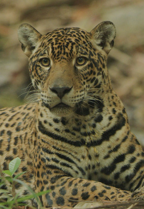 Póster de Jaguar: icono de la jungla de Guyana