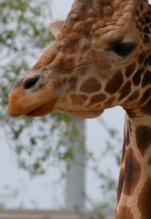 Póster de Especial secretos del zoo Tampa · Rinocerontes, koalas y osos... ¡Oh Dios!
