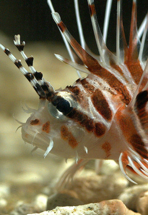 Póster de Cazadores del arrecife