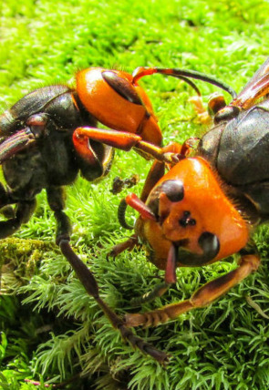 Los avispones asesinos de Asia en la programación de Nat Geo Wild HD (Documentales)