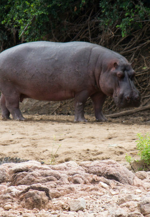 Póster de Guerras de cocodrilos