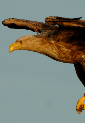 Carrera contra el invierno en la programación de Nat Geo Wild HD (Documentales)