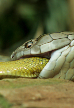 Póster de La naturaleza más extraña: Tragado vivo