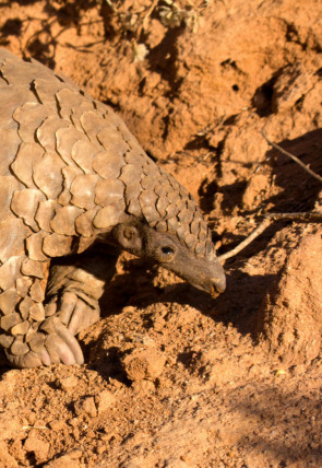 Póster de La naturaleza más extraña: Monstruos subterráneos