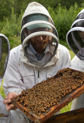 Los secretos de las abejas · Los polinizadores en la programación de Nat Geo Wild HD (Documentales)