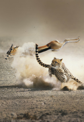 Póster de La caza: Costas