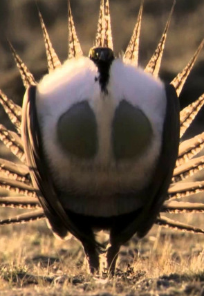 Póster de Los grandes bailarines de la naturaleza · La danza del amor