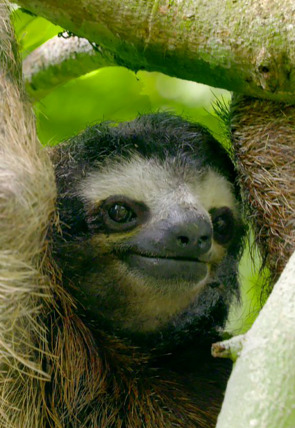 Carátula de Hotspots: Madagascar