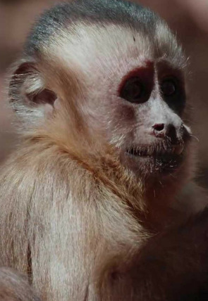 Póster de América salvaje: La reina del norte