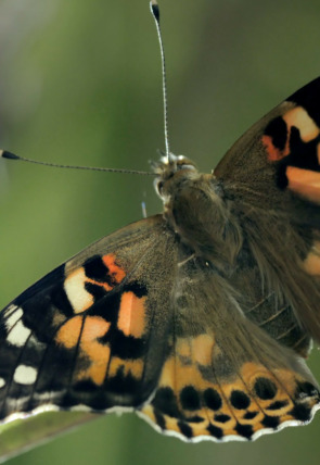 Póster de Paraísos salvajes: Sur de Asia