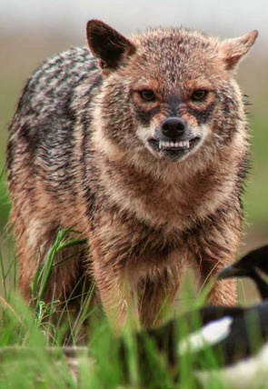 Póster de Luchadores salvajes: La lucha por la vida