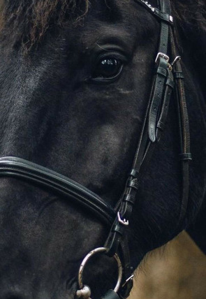 Póster de Equitation: Jumping International de Bordeaux