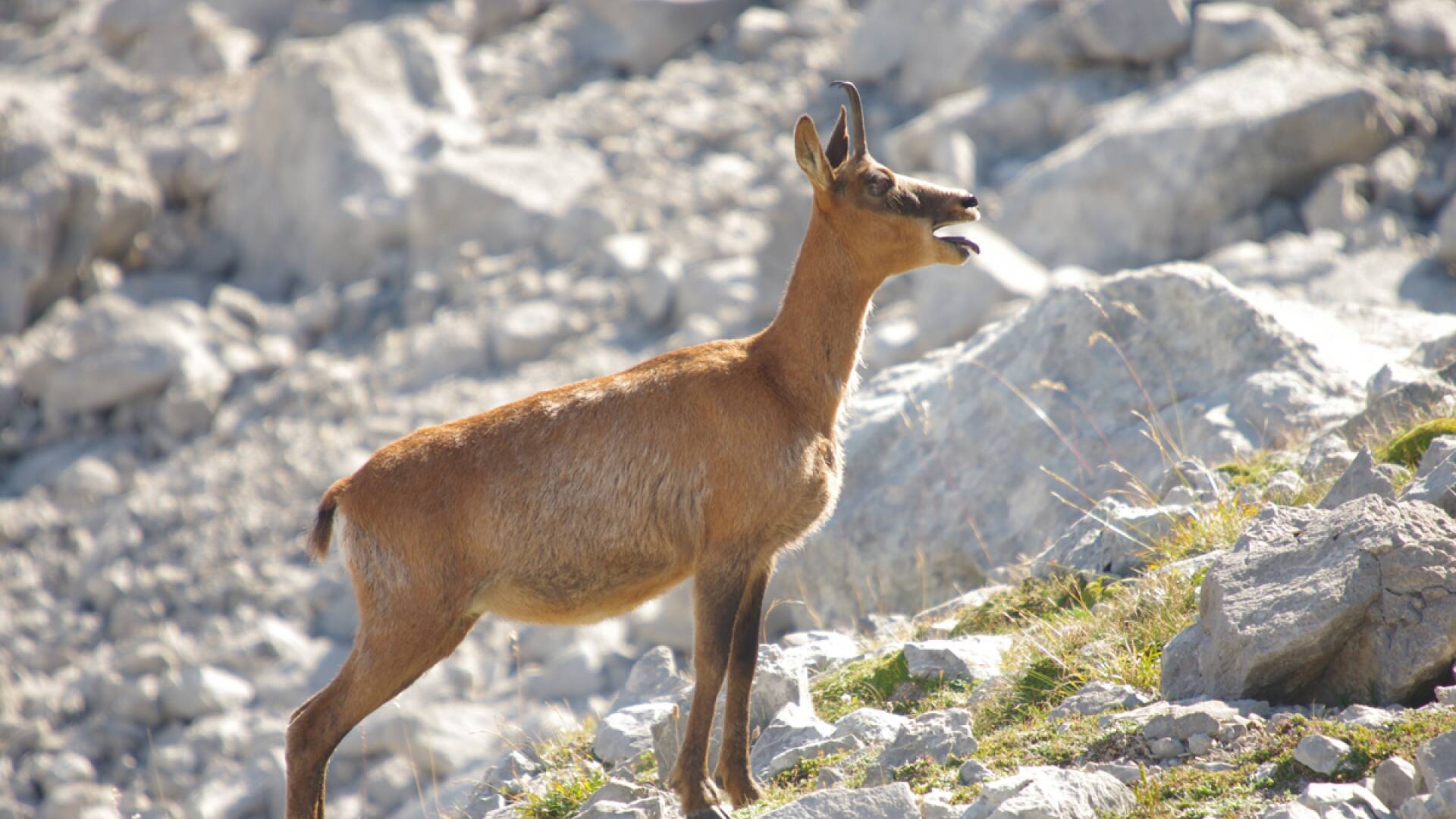 Monteses entre rebecos