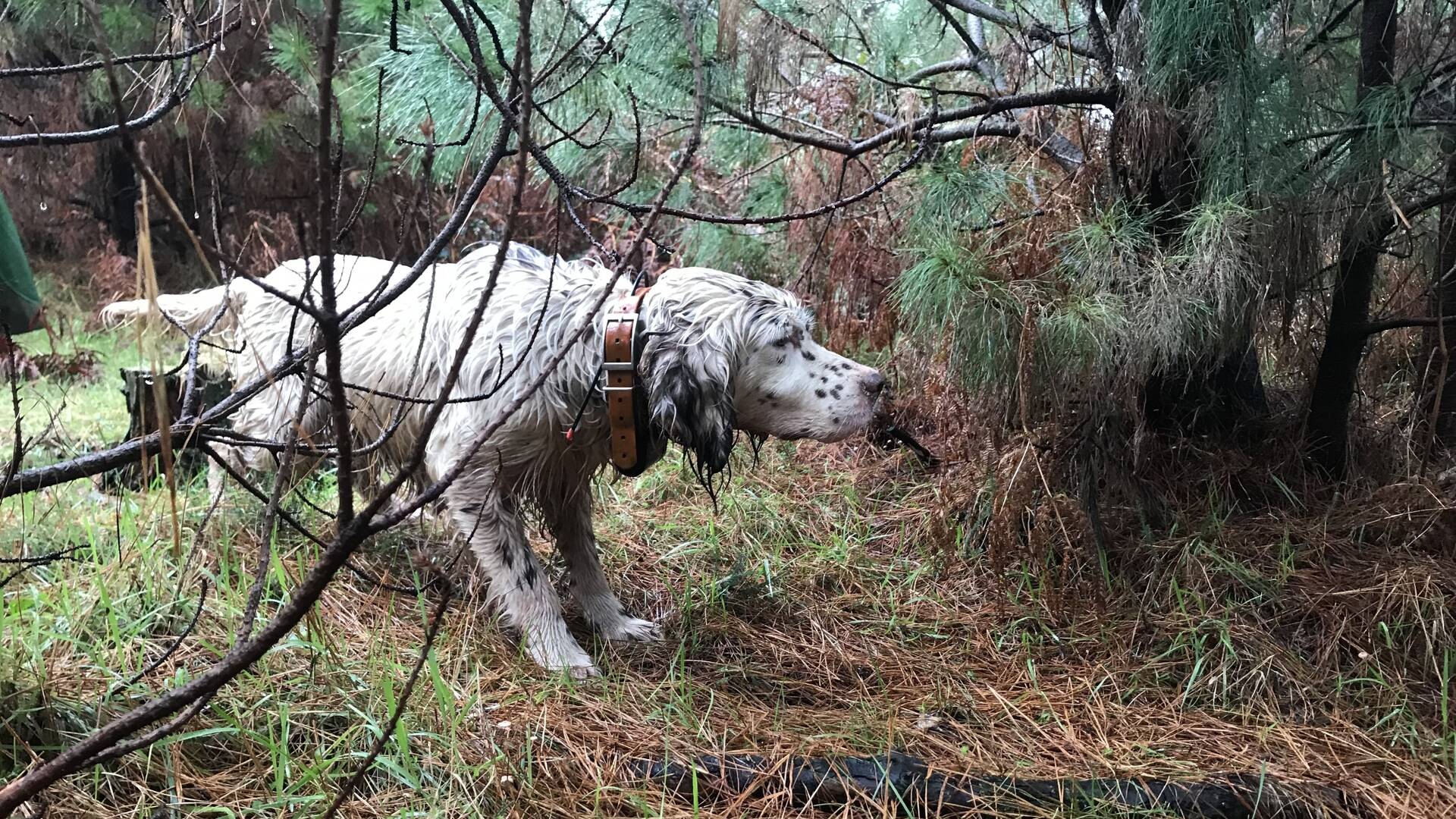 Arcea: la dama del bosque gallego