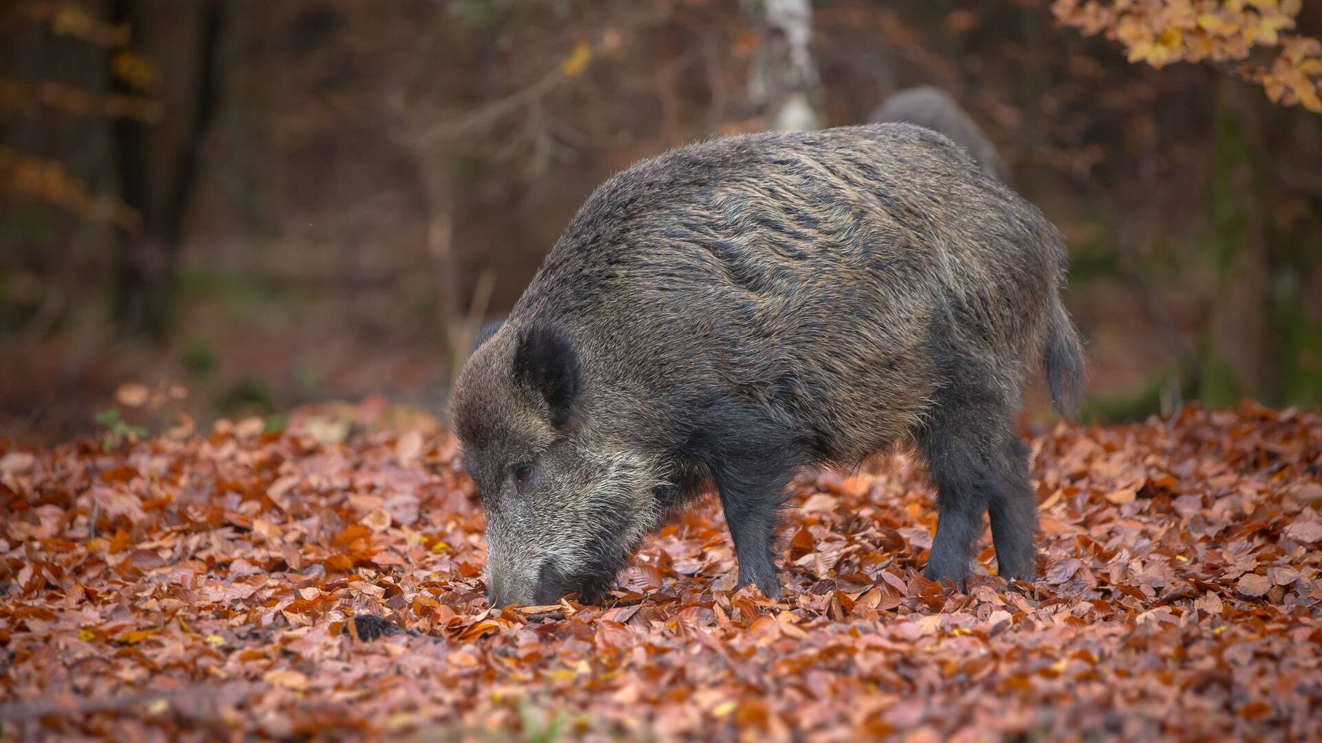 Titanes de montería