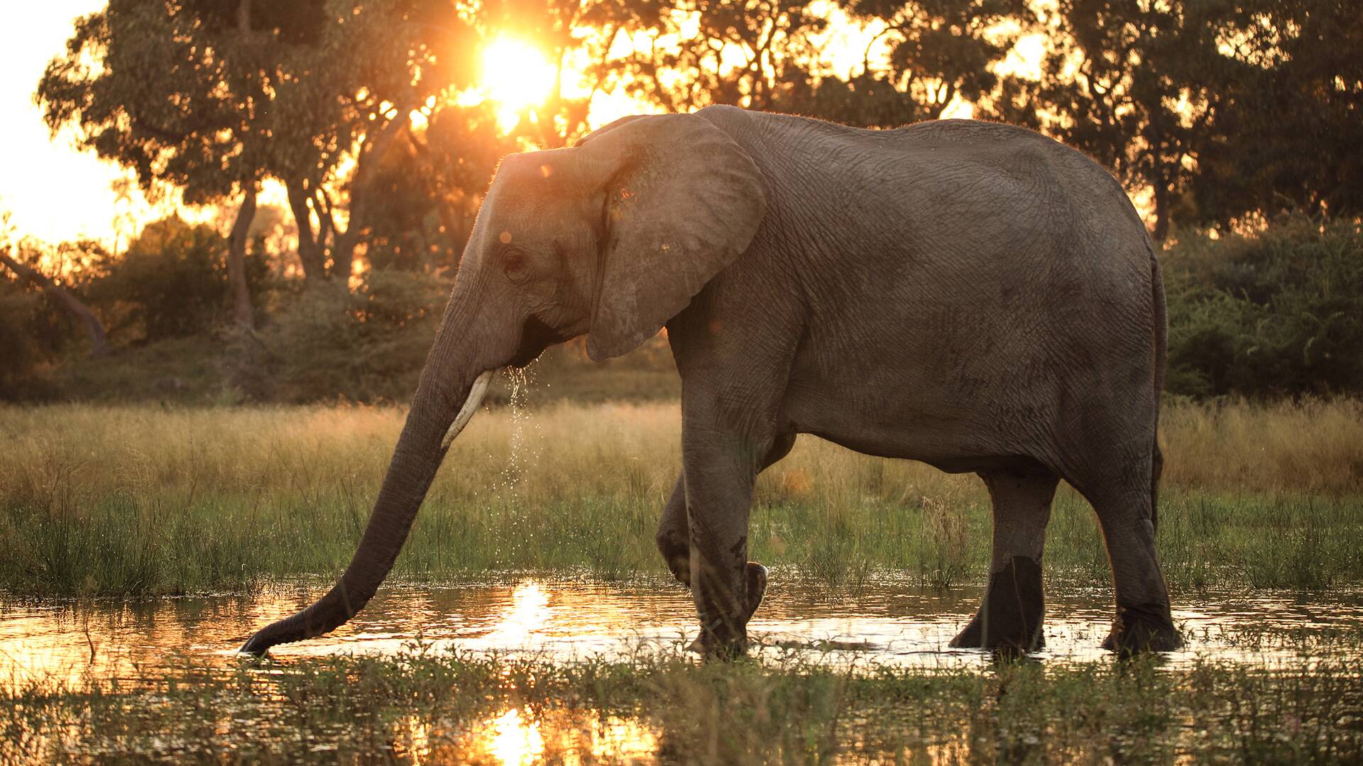 La inundación del Okavango