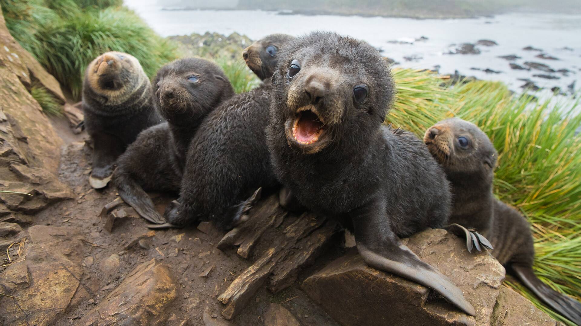 Vida salvaje: la isla de la Resurrección