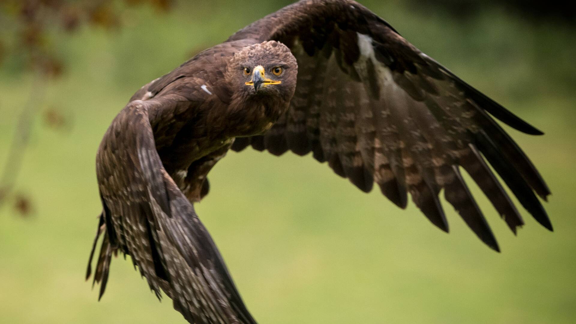 La caza del  zorro con Águila Real