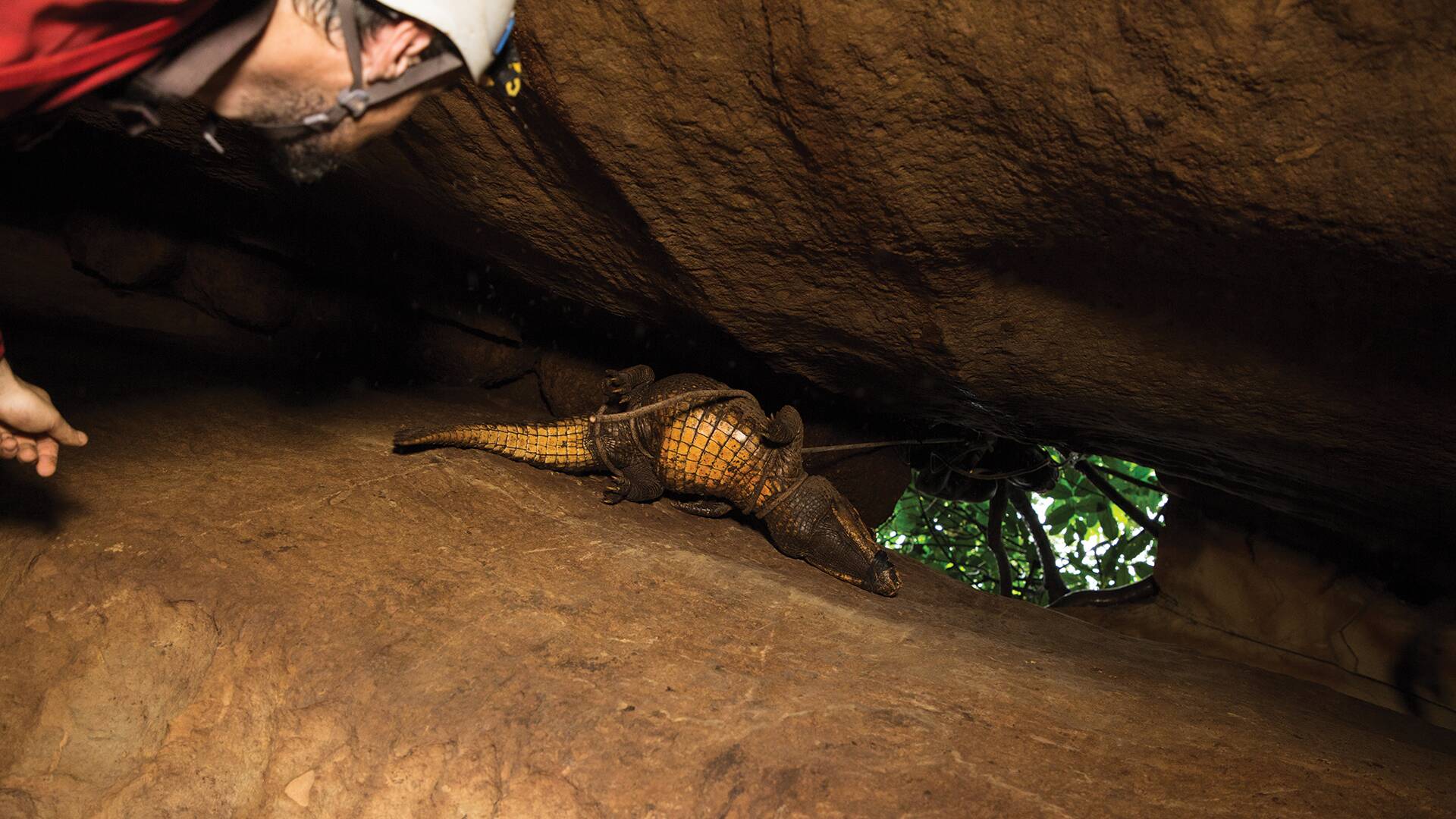 Cocodrilos en las cuevas de Gabón