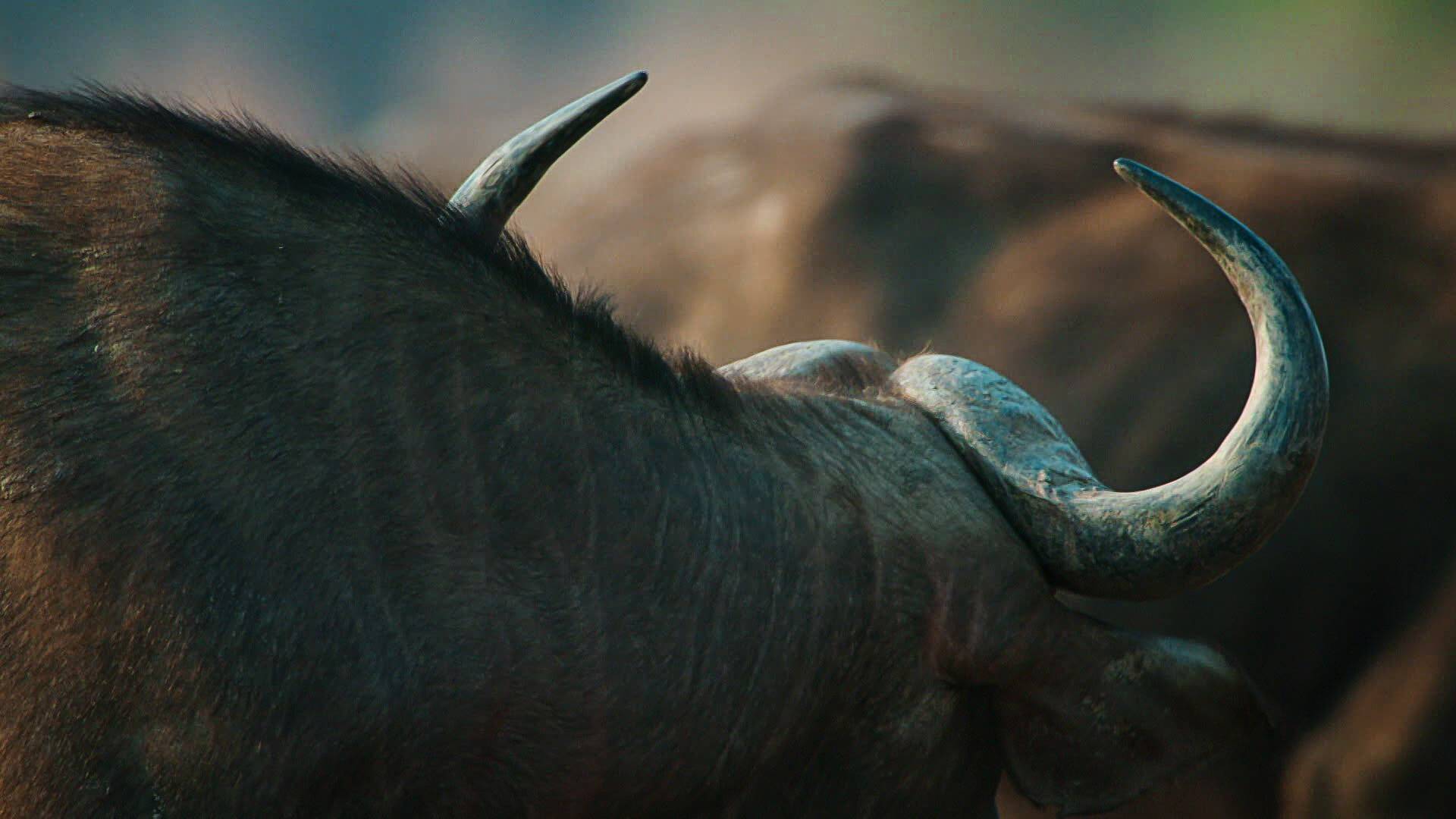 Cazadores de África: Orgullo y prejuicio en las manadas