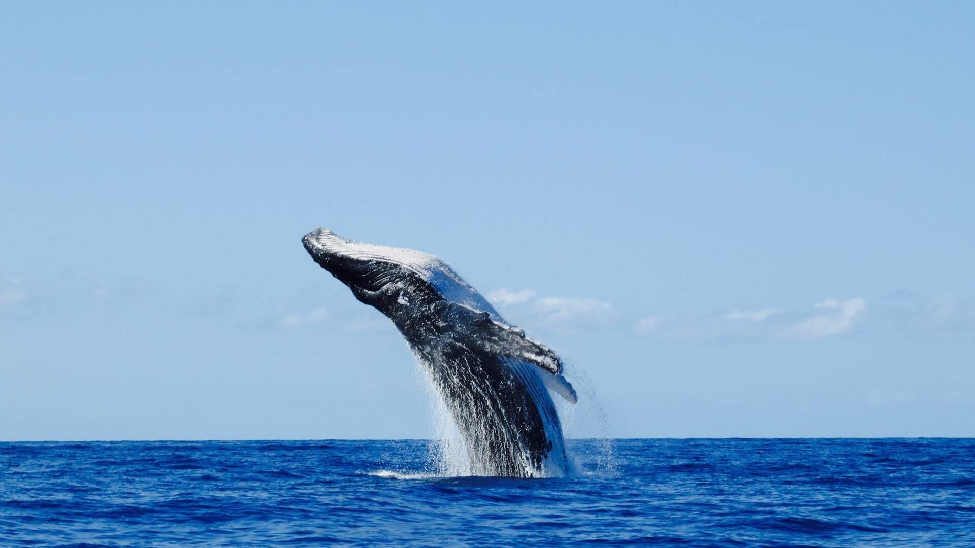 De viaje: naturaleza salvaje en el país de los Taínos