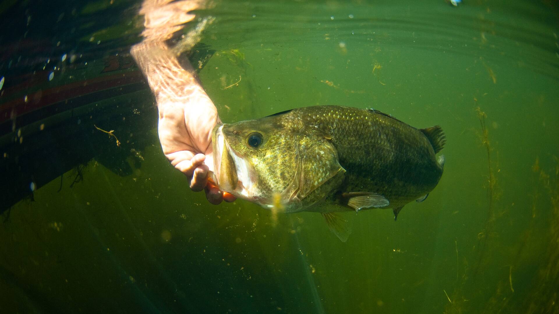 Escenarios de pesca: Ricobayo
