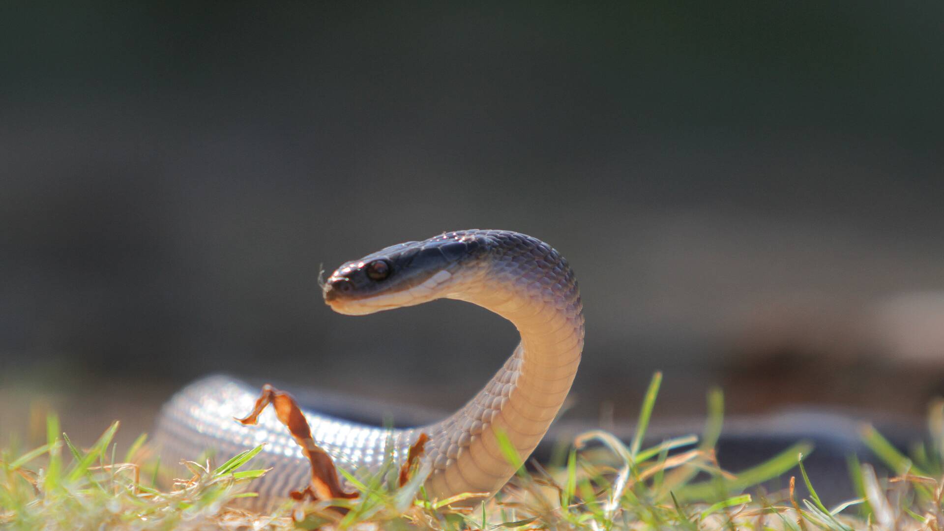 Serpientes en la ciudad: Serpientes y alcantarillado