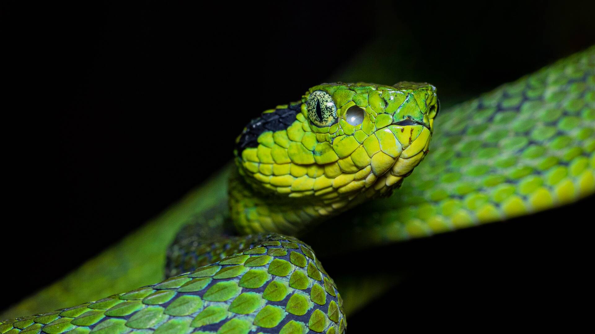 Centroamérica salvaje con Nigel Marven