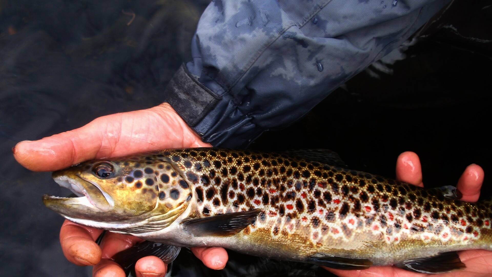 Escenarios de pesca: Las Médulas