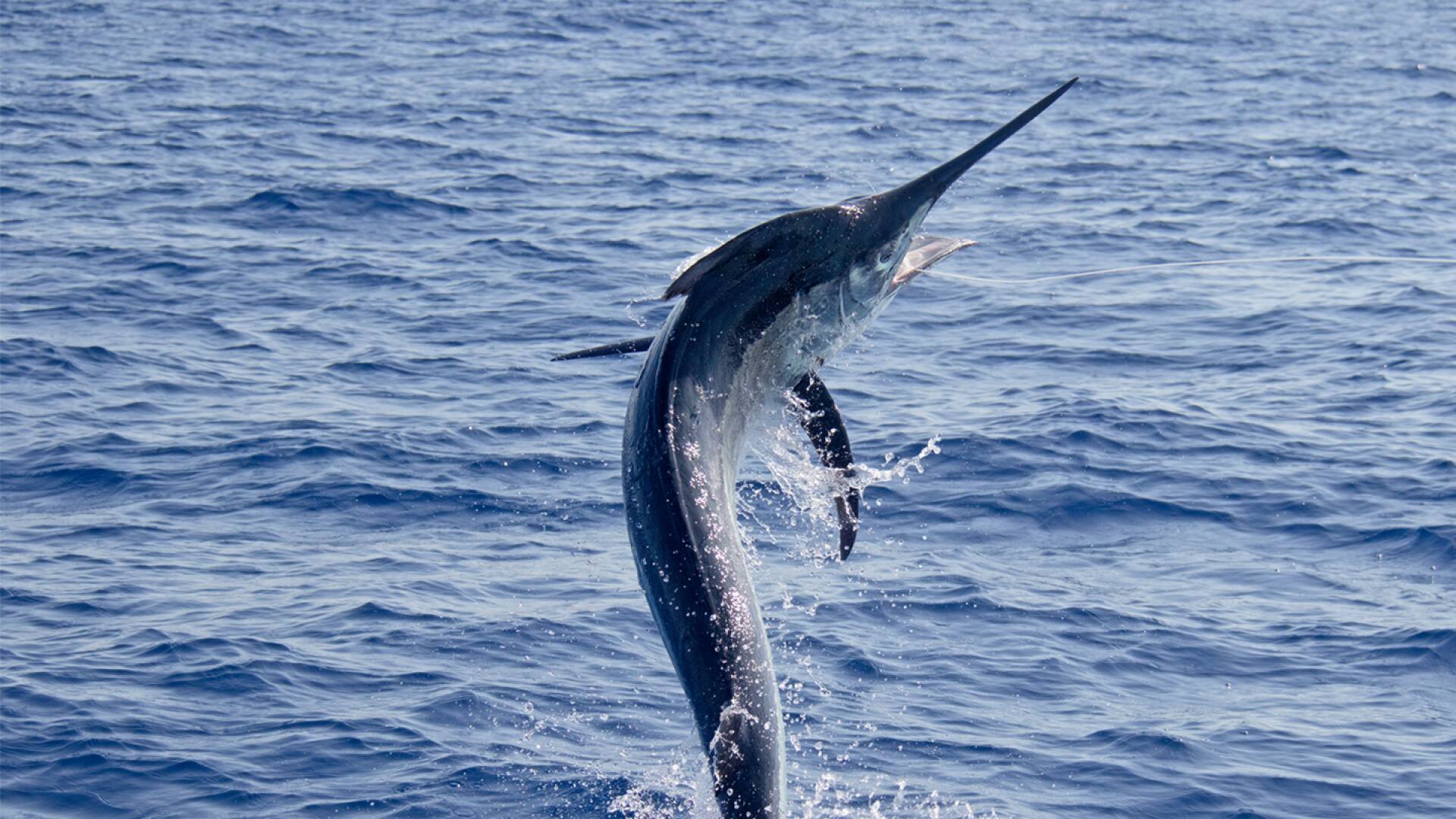 De viaje: pescando en la bahía de los sueños