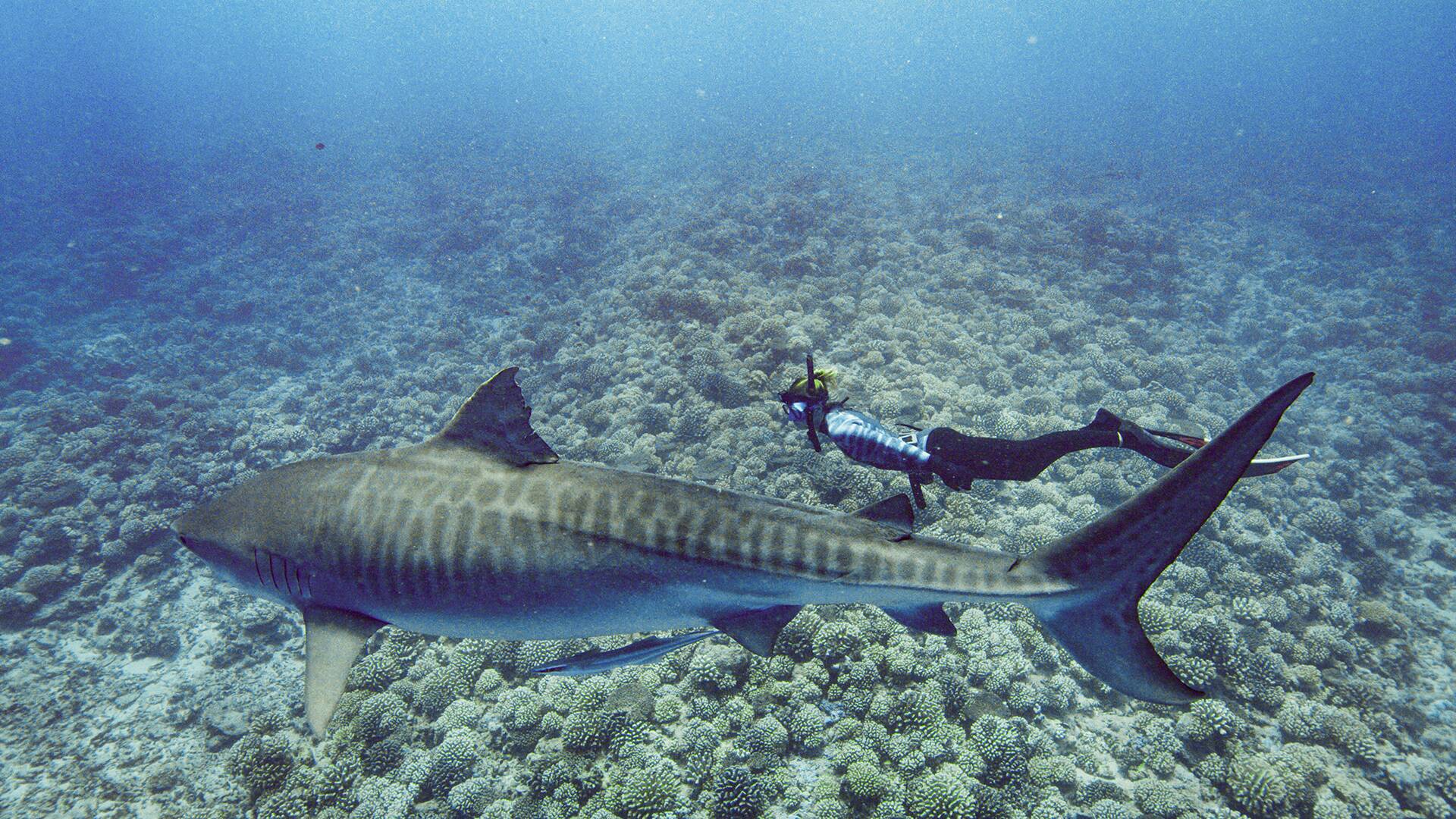 El tiburón tigre más grande del mundo