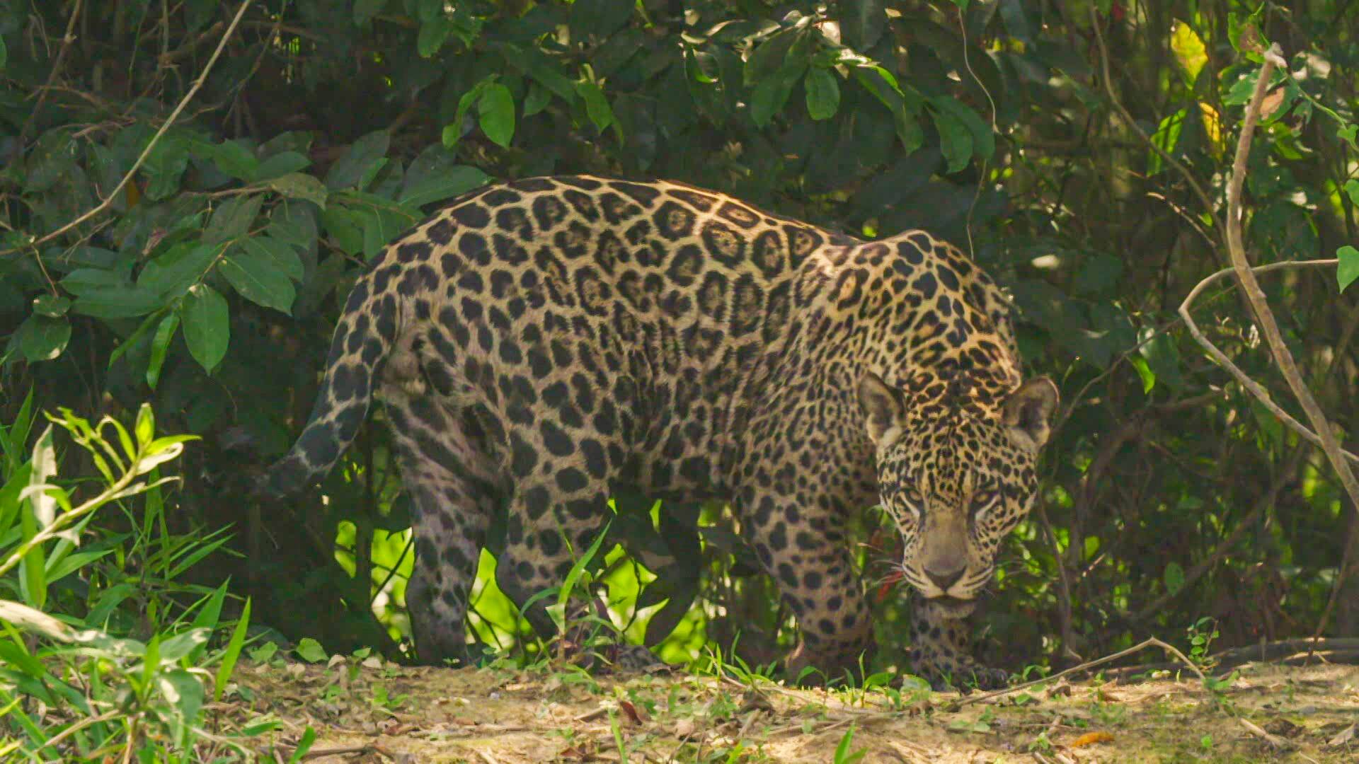 Los animales más raros de Sudamérica