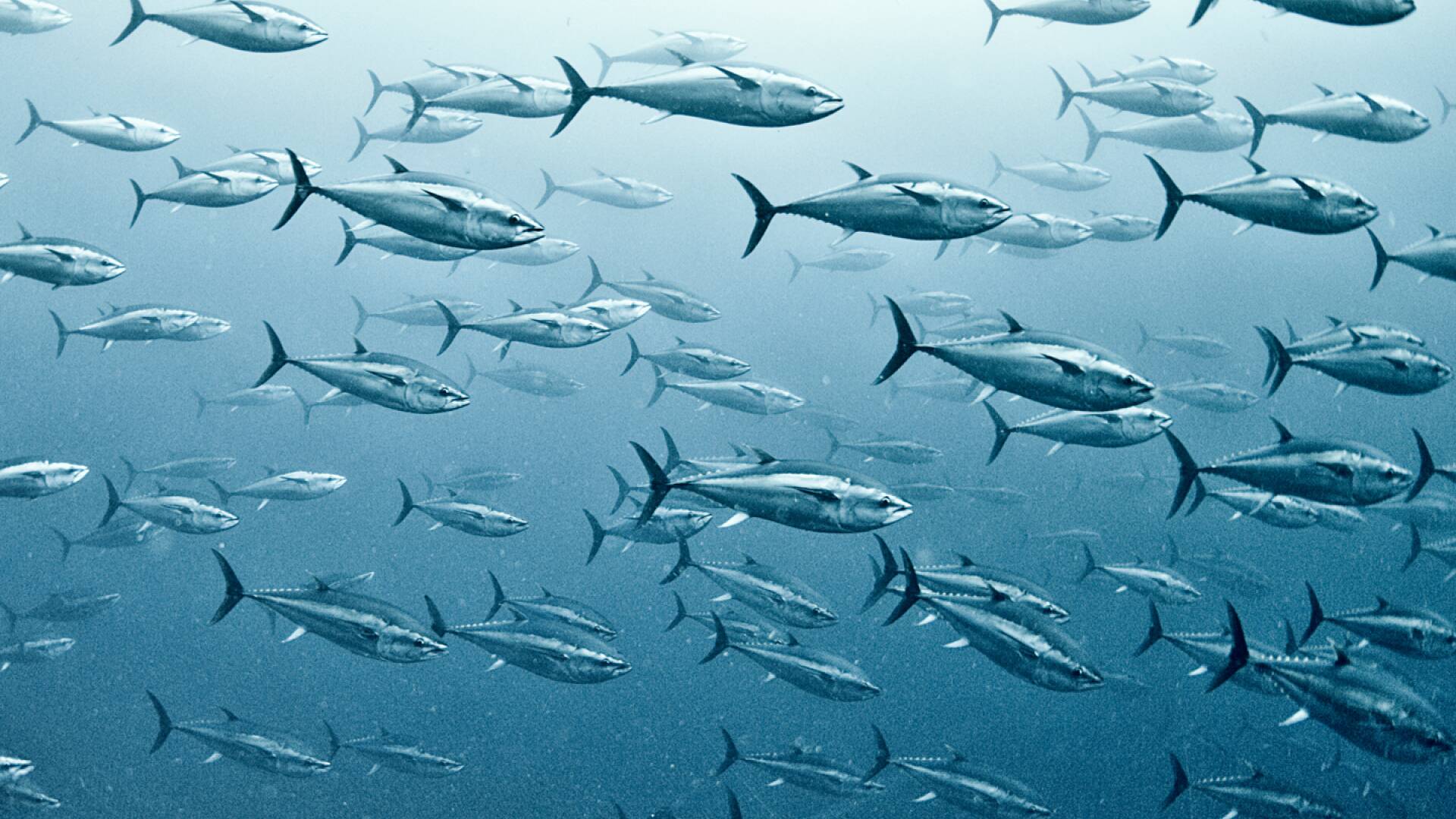 De pesca: el tren del atún