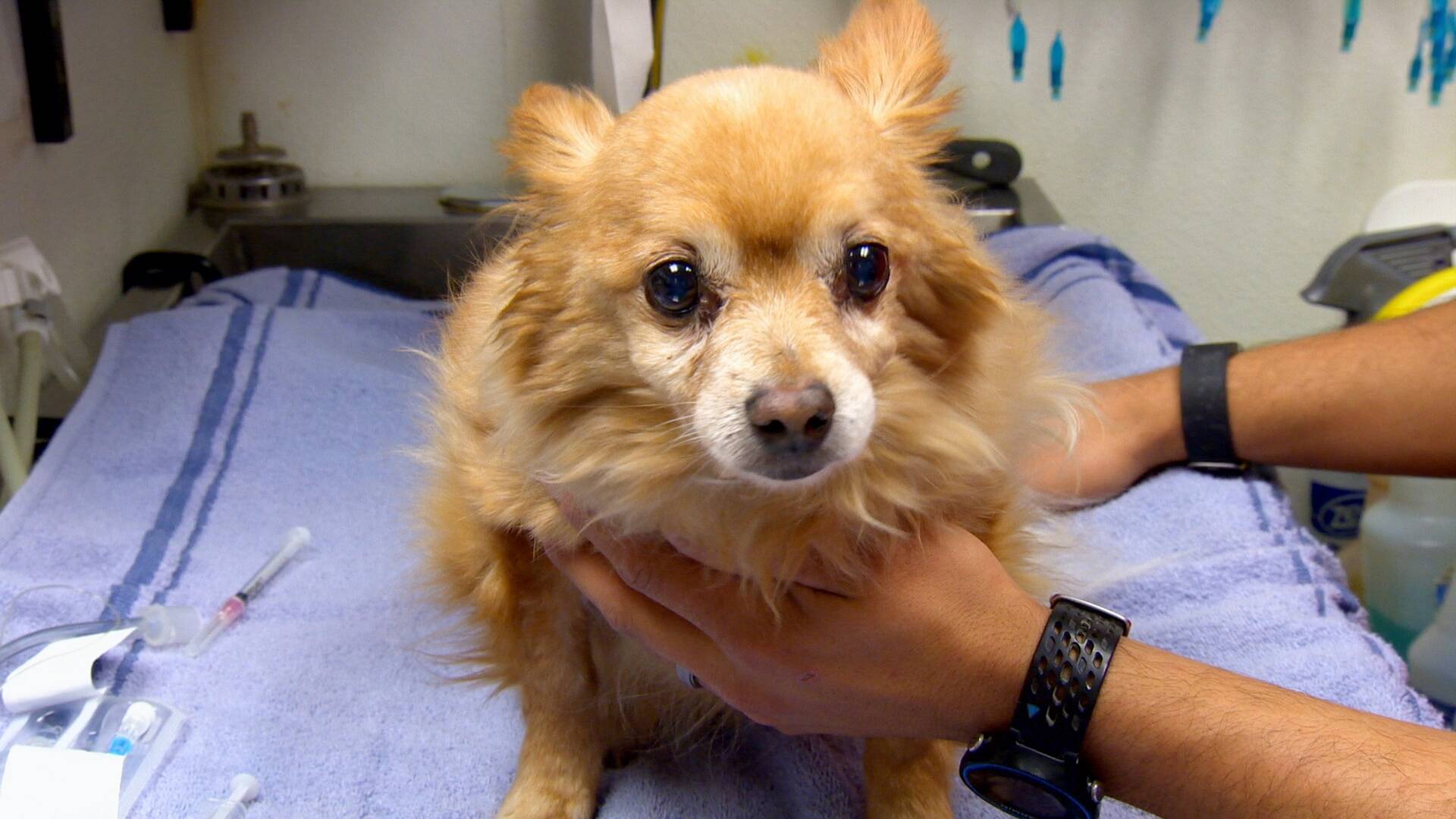 Veterinario en apuros: Nueve vidas
