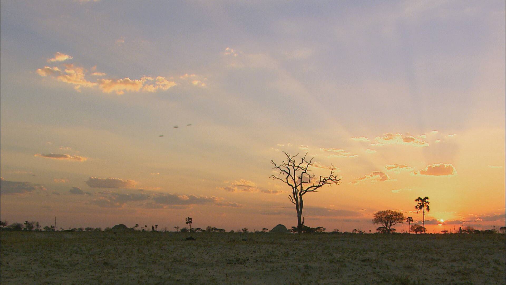 Cecil: el legado de un rey
