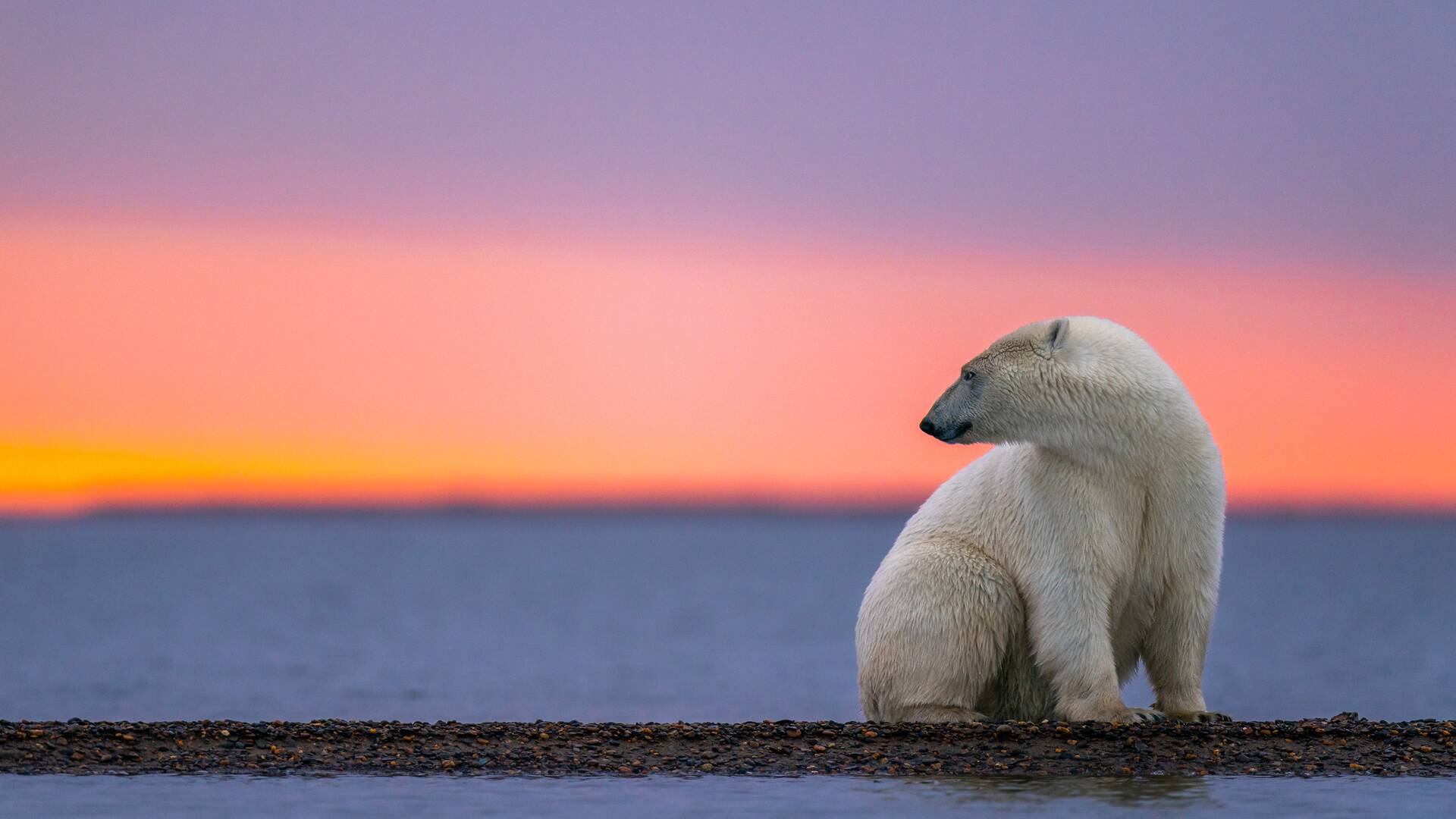 El reino del oso polar