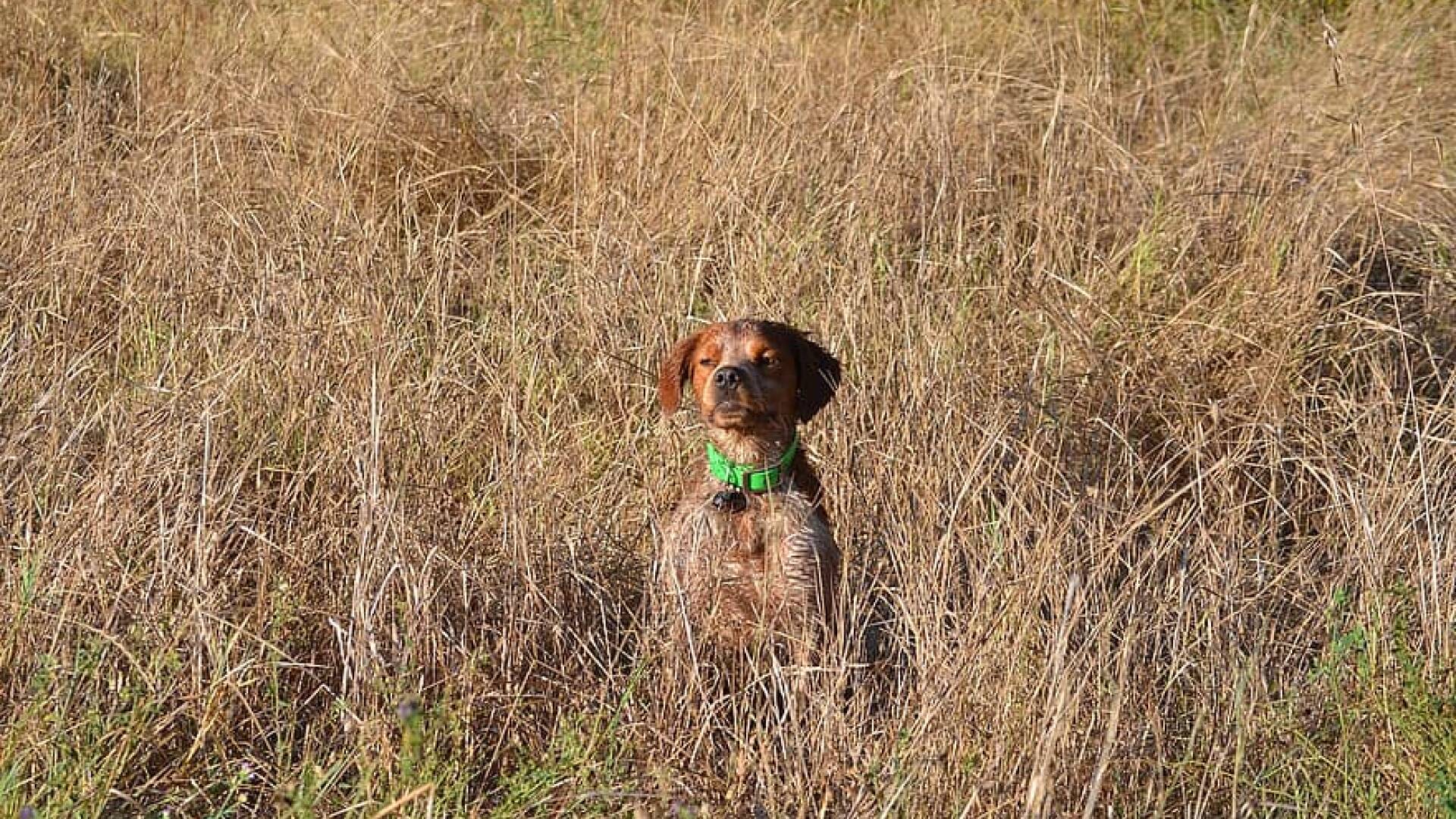 Bretón, pequeño pero cazador