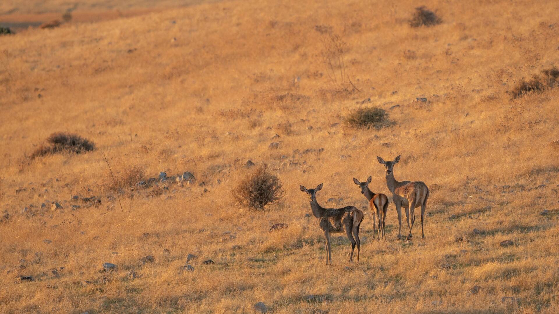Alentejo, tierra montera