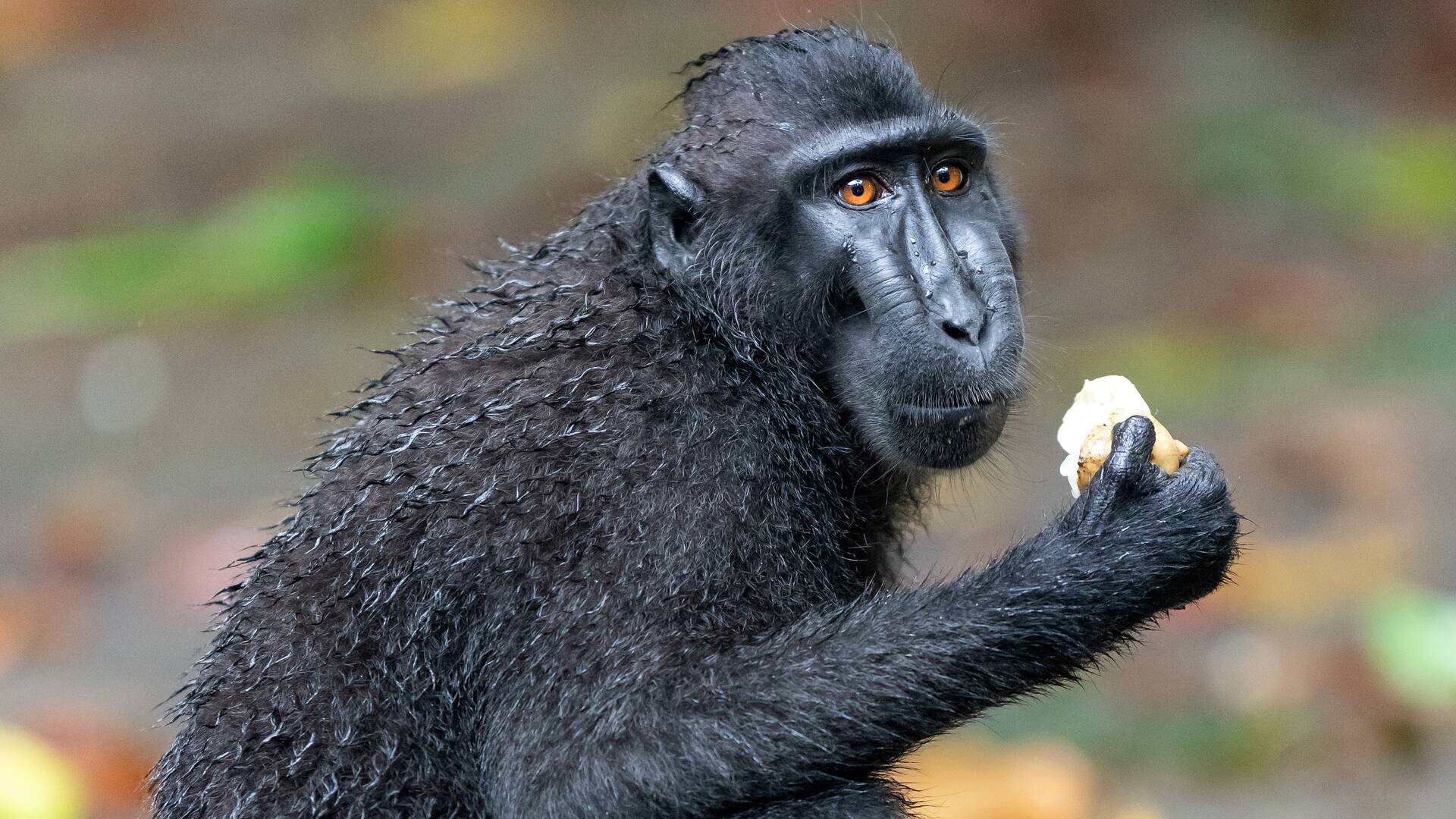 Los secretos naturales de Asia
