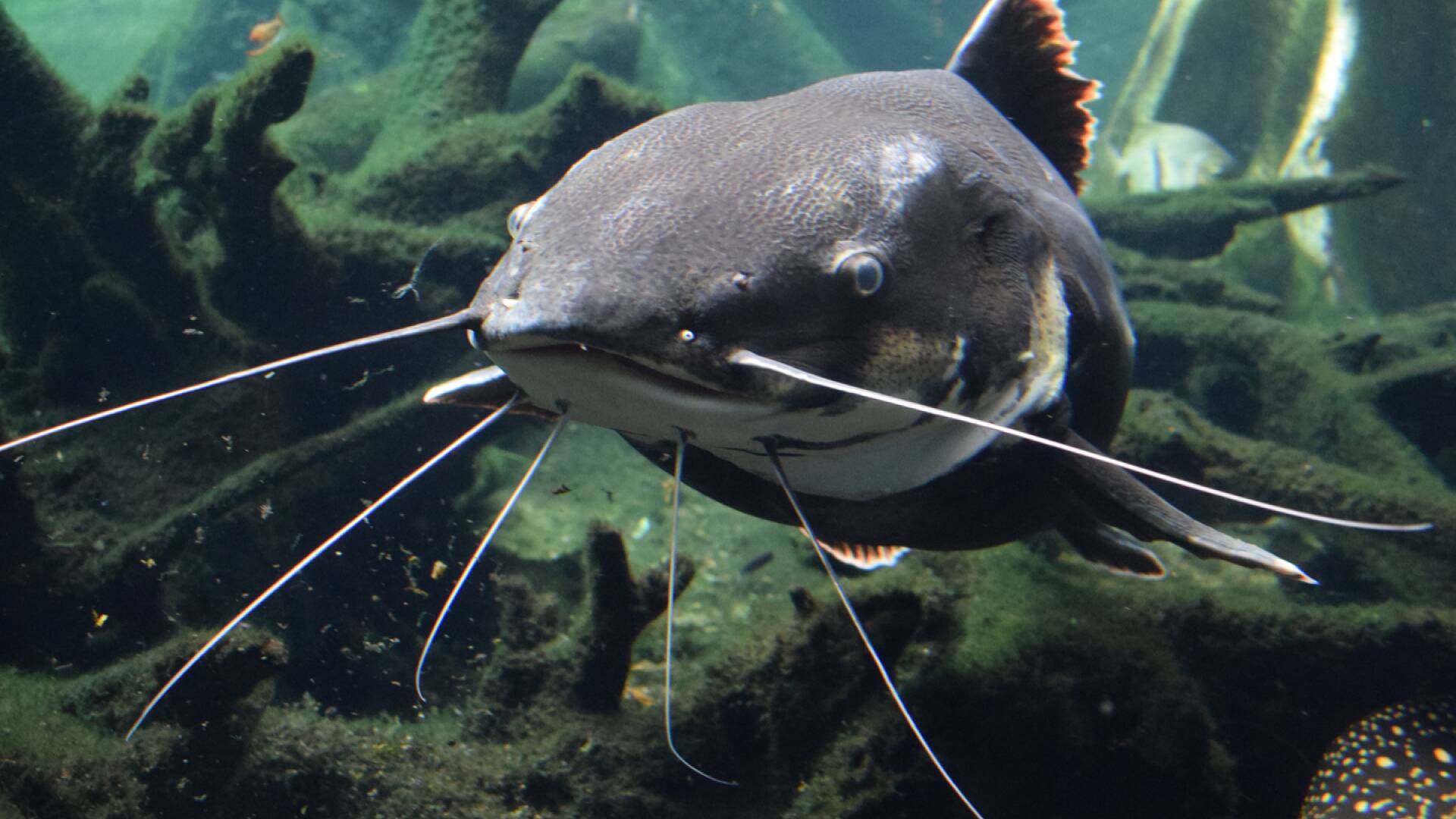 Guía de pesca en Mequinenza