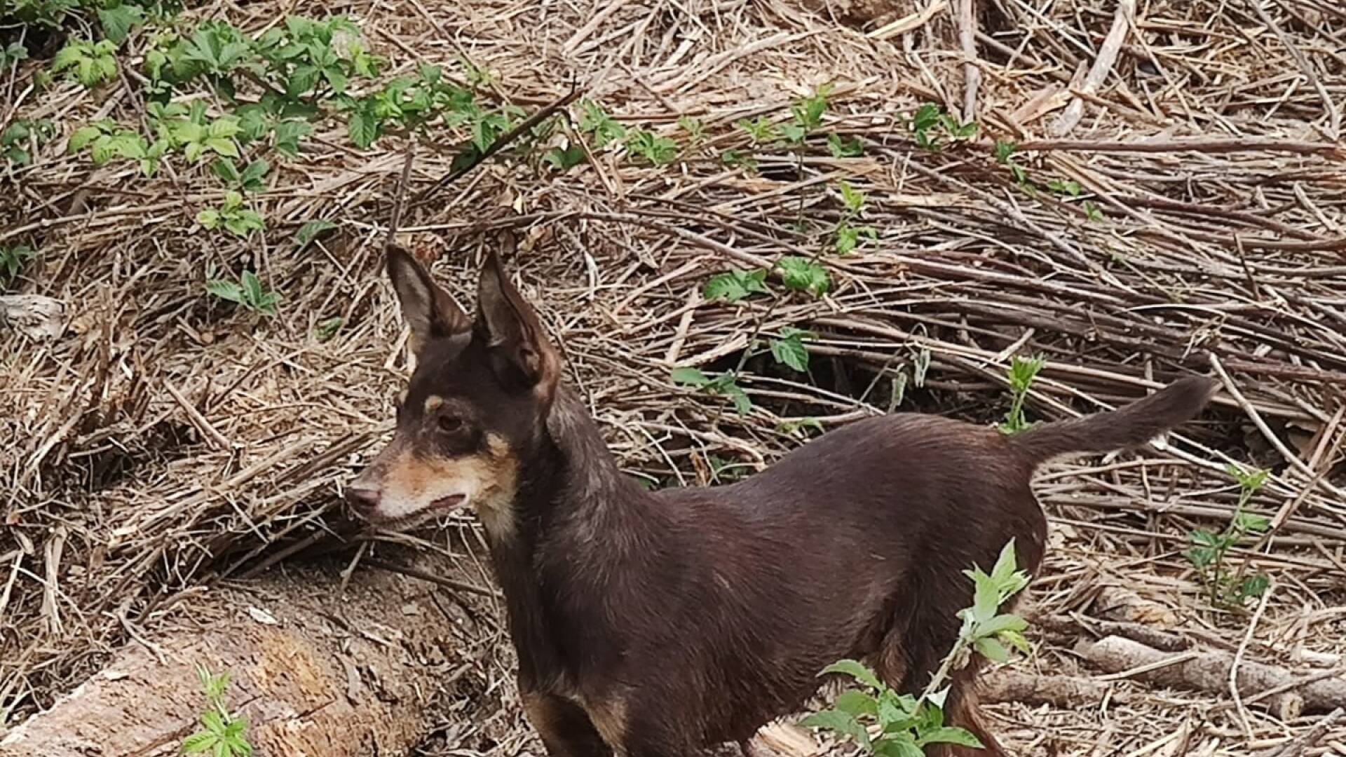 Carbón, chocolate y oro: El podenco Orito