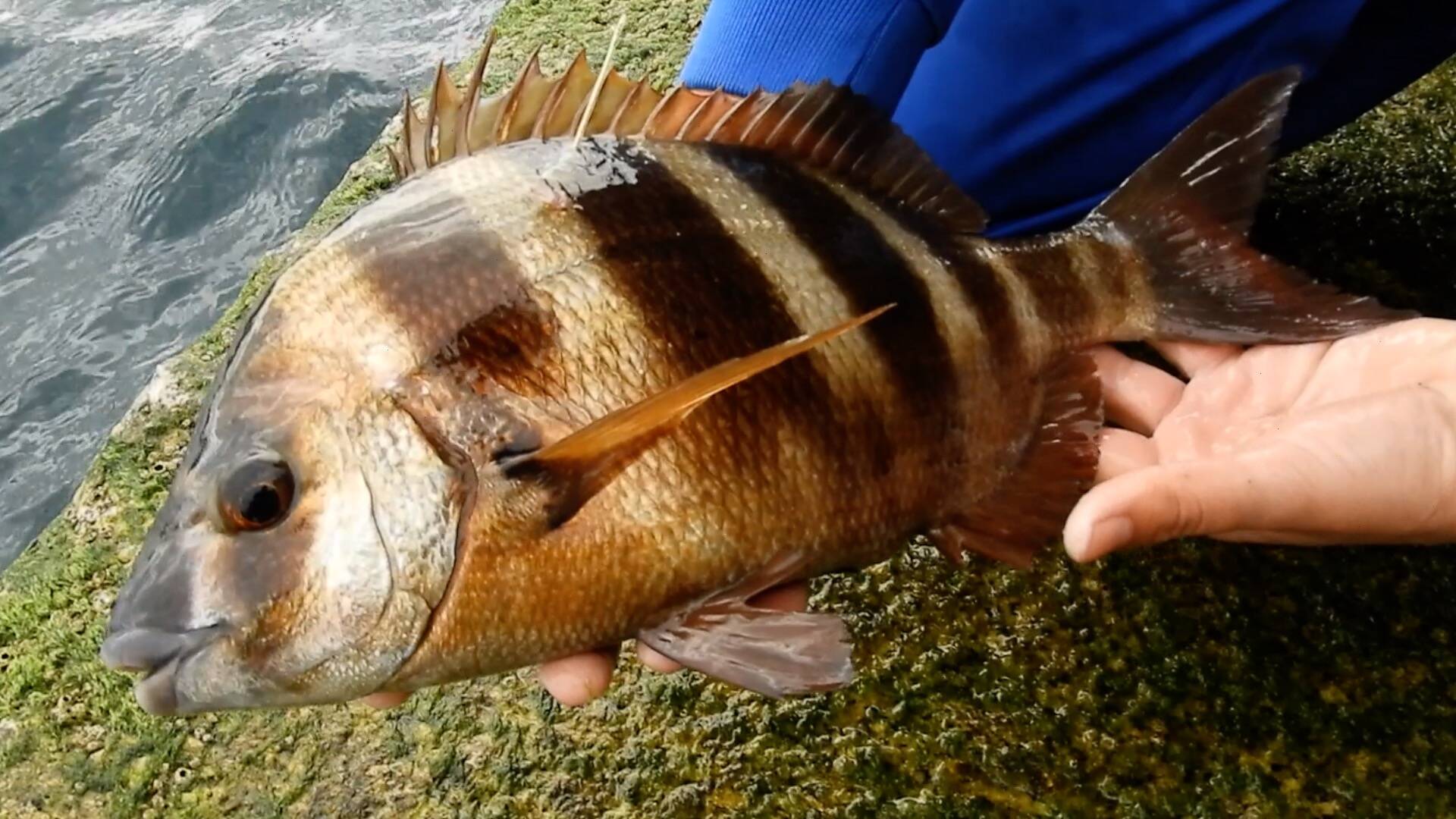 Sargos con concha fina