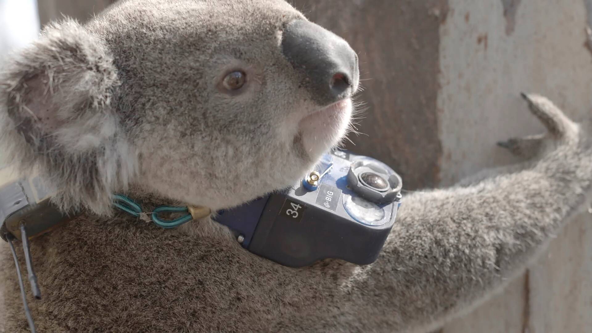 Animales con cámaras